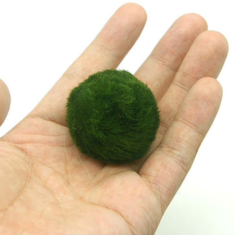 Aquarium Plant Echinodorus - Bolas de musgo Marimo para aquário