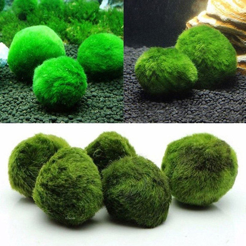 Aquarium Plant Echinodorus - Bolas de Musgo Marimo de 3-4cm,