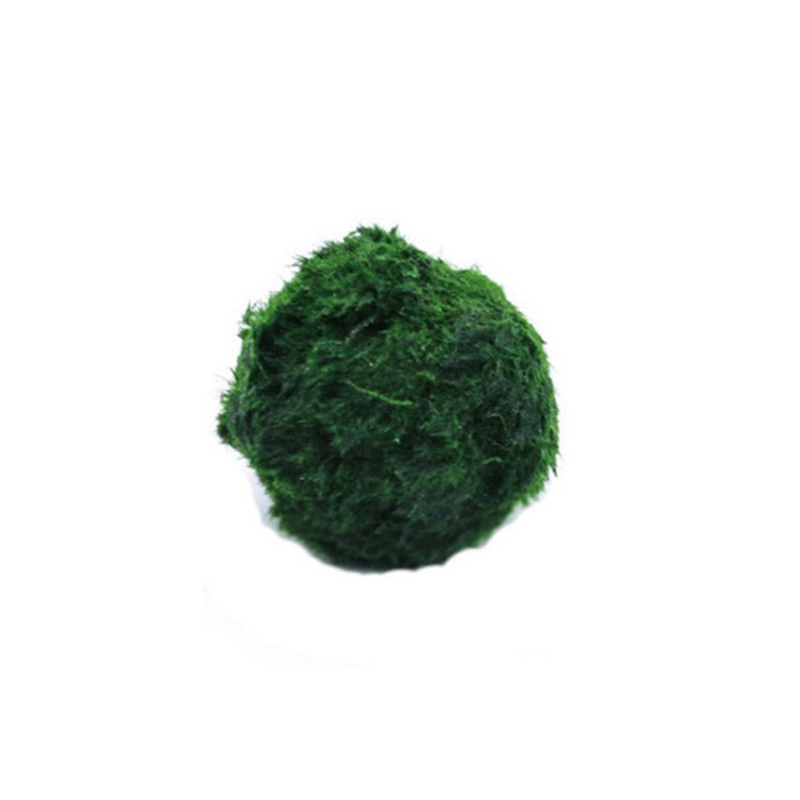 Aquarium Plant Roots - Marimo musgo bolas ao vivo aquário