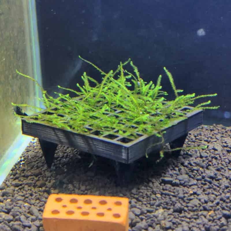 Suporte para Musgo de Aquário, - Aquarium Plant Echinodorus avaliação e preço