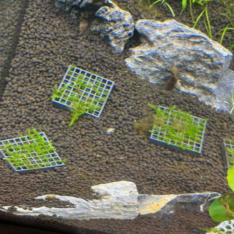 Suporte para Musgo de Aquário, - Aquarium Plant Echinodorus avaliação e preço