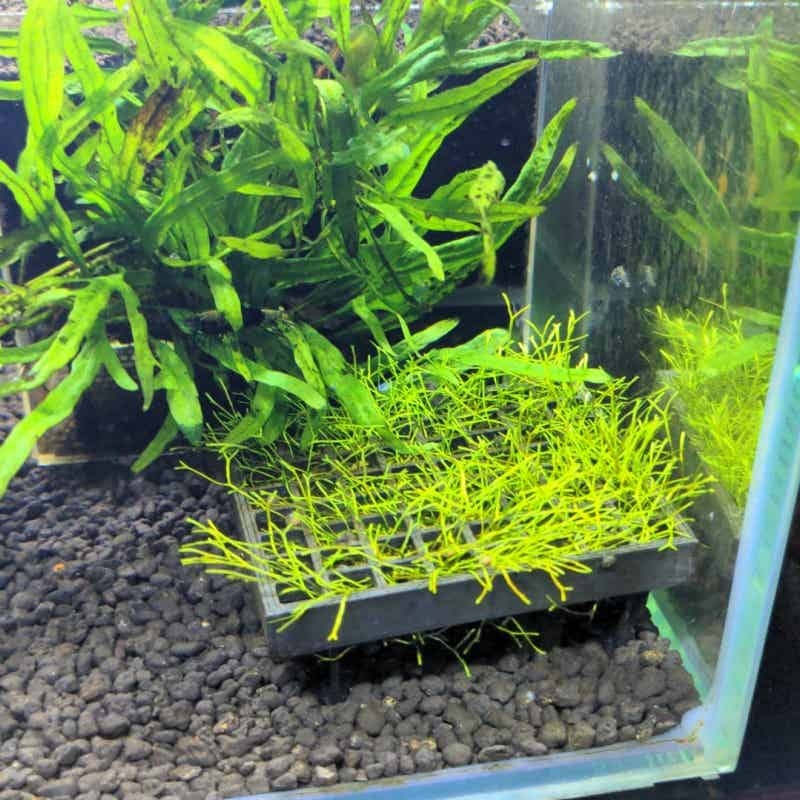 Suporte para Musgo de Aquário, - Aquarium Plant Echinodorus avaliação e preço