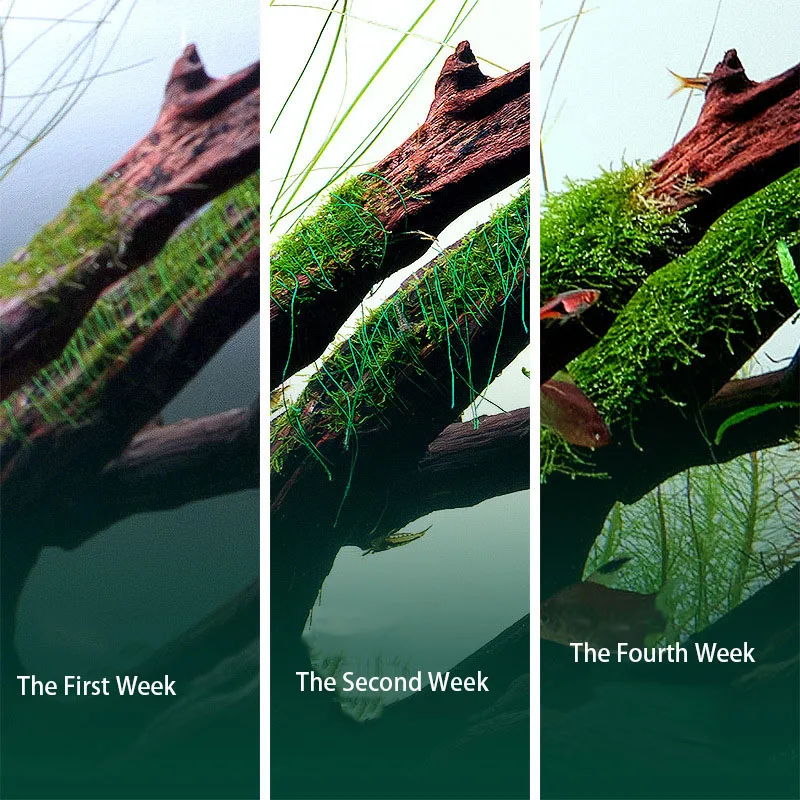 Decoração de Madeira Flutuante - Aquarium Plant Echinodorus avaliação e preço