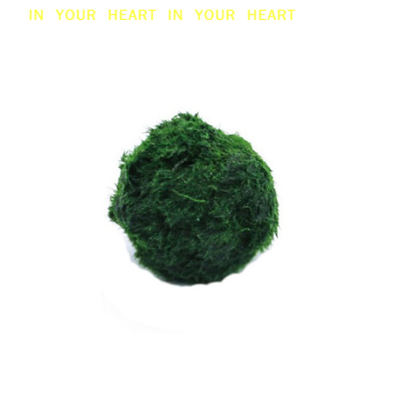 【X】Bolas de Musgo Marimo de 3- - Aquarium Plant Roots avaliação e preço