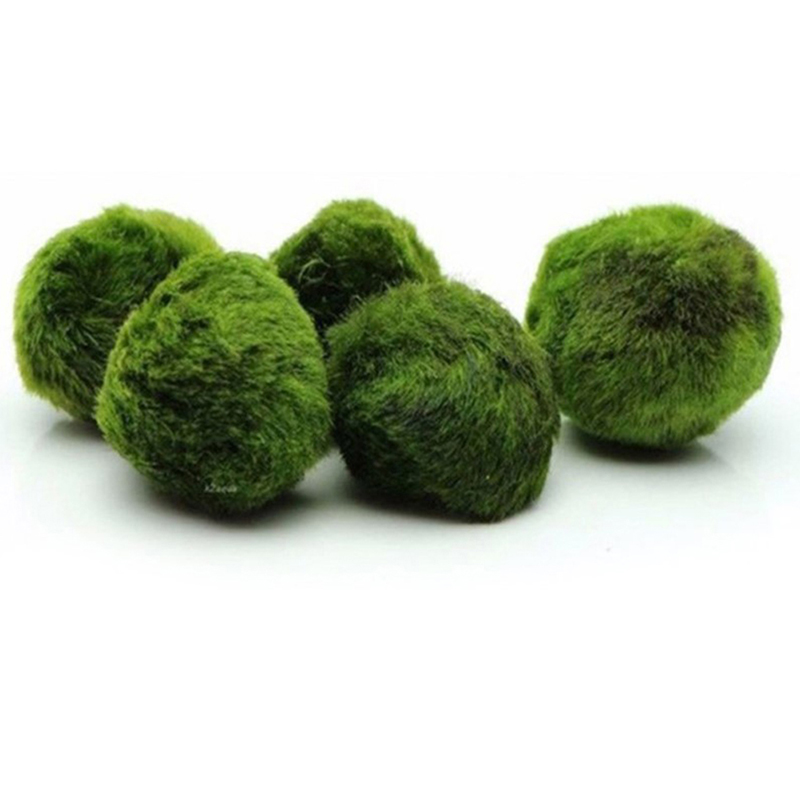 Bolas de Musgo Marimo de 3-4cm - Aquarium Plant Echinodorus avaliação e preço