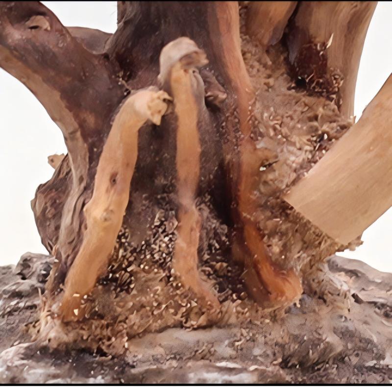 1pc aquário paisagismo ornamen - Aquarium Plant Roots avaliação e preço