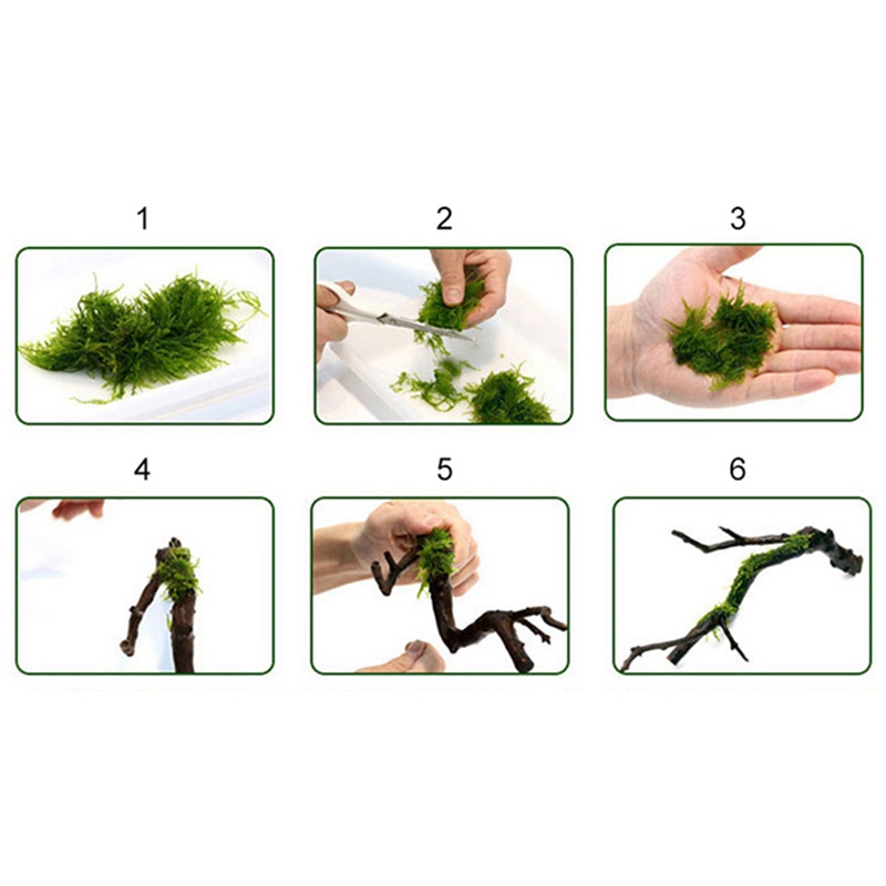 120m diy linha de musgo linha  - Aquarium Plant Echinodorus avaliação e preço