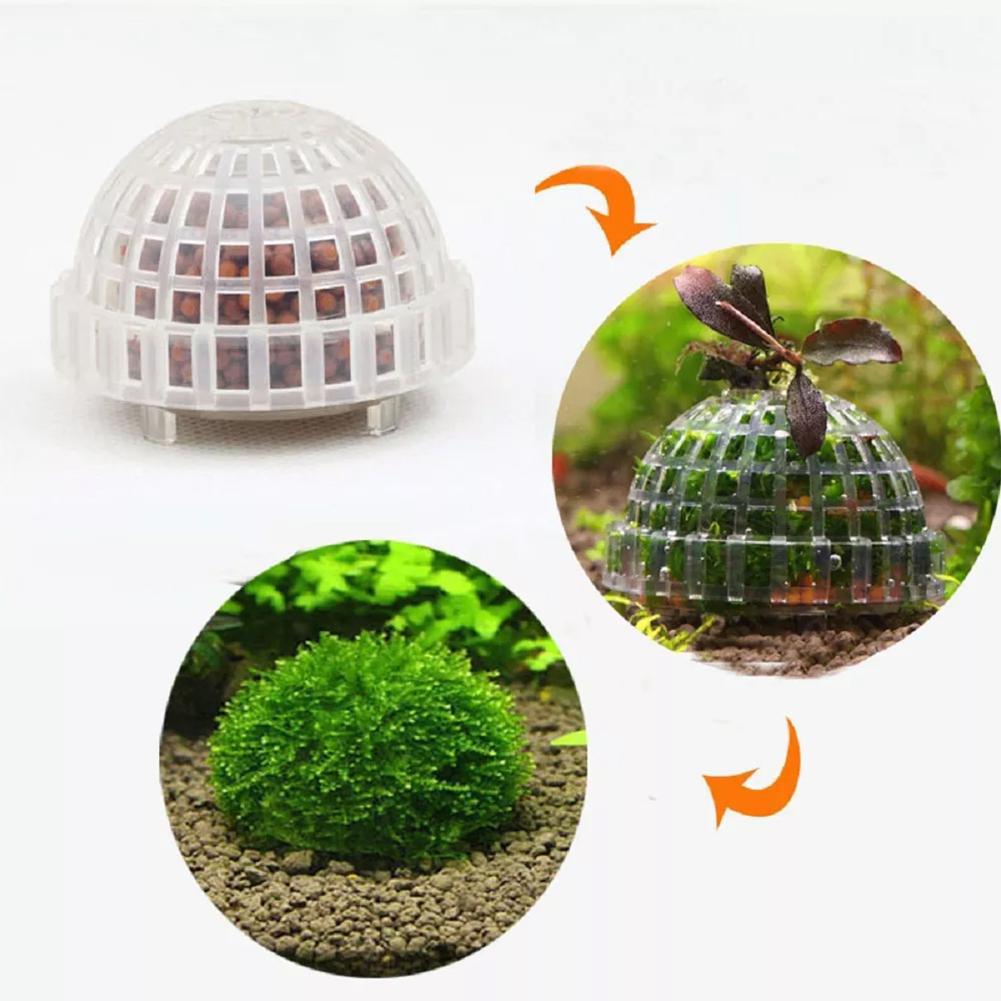 1pc aquático suprimentos para  - Aquarium Plant Echinodorus avaliação e preço