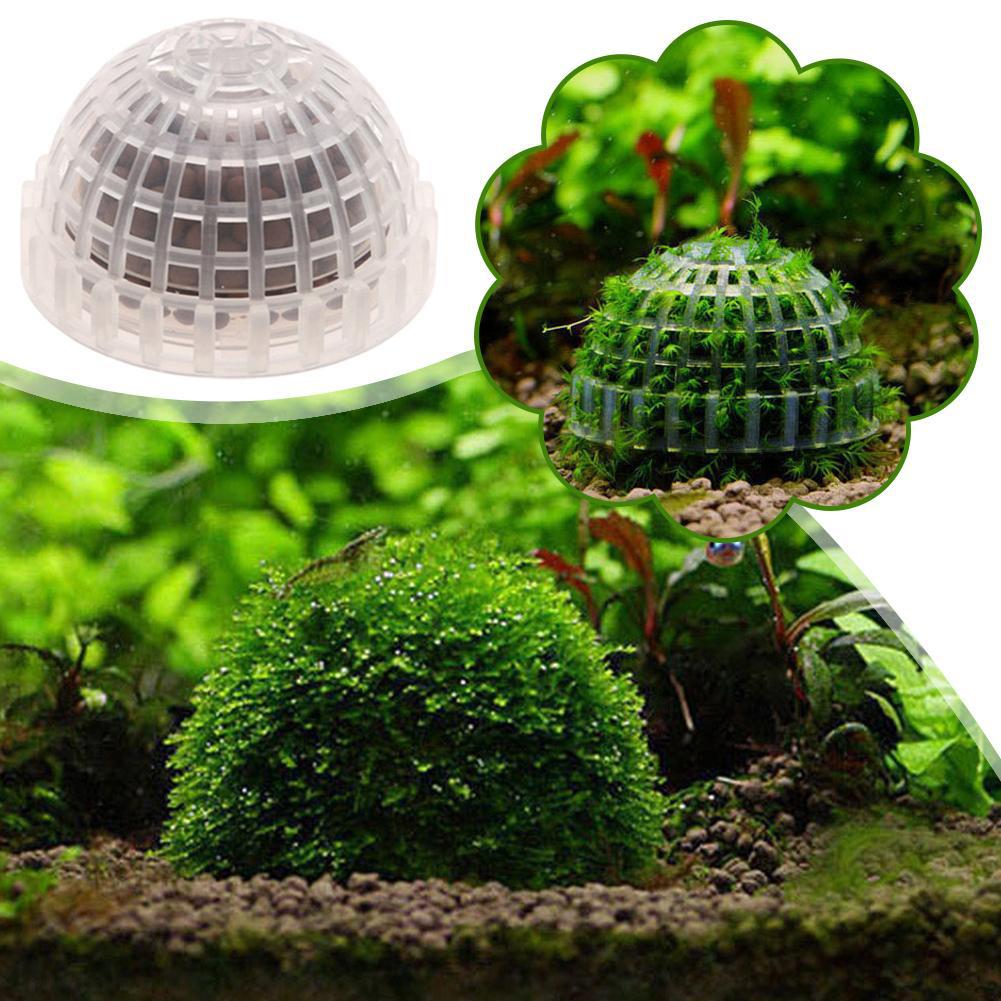 1pc aquático suprimentos para  - Aquarium Plant Echinodorus avaliação e preço
