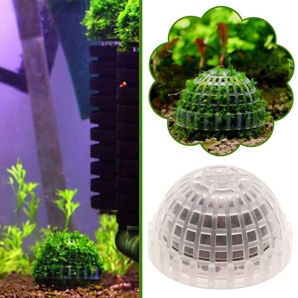 1pc aquático suprimentos para  - Aquarium Plant Echinodorus avaliação e preço