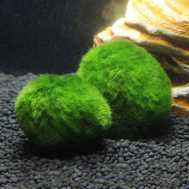 Bolas de Musgo Marimo Vivas 3- - Aquarium Plant Echinodorus avaliação e preço