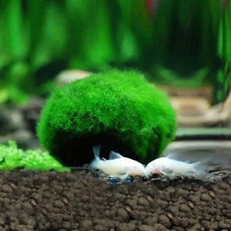 Bolas de Musgo Marimo Vivas 3- - Aquarium Plant Echinodorus avaliação e preço