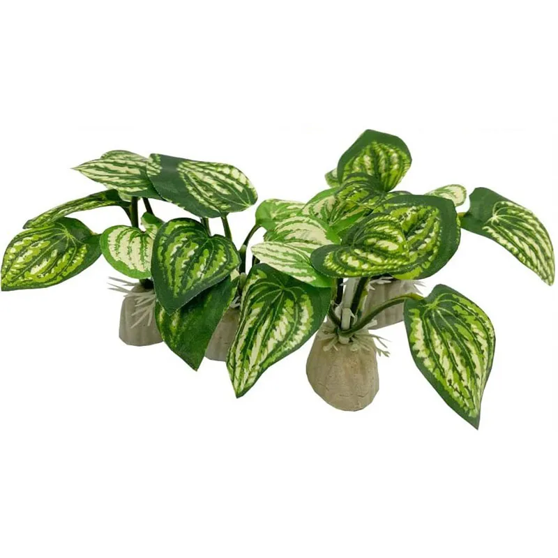 Pequena grama subaquática aquá - Aquarium Planted Background avaliação e preço