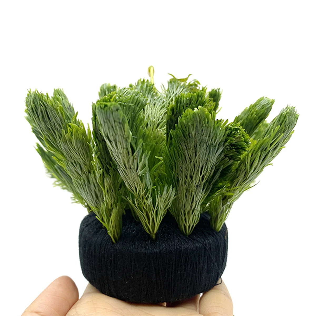 5 pçs preto tanque de peixes á - Aquarium Plant Roots avaliação e preço